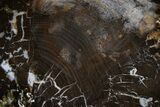 Polished Petrified Shrinkwood Slab - Parker, Colorado #378087-1